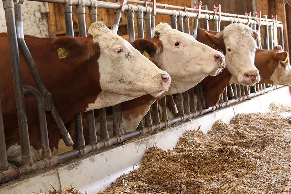 Osnivačka skupština Proizvođačke organizacije u mljekarstvu u petak, 18. rujna s početkom u 11 u Virovitici