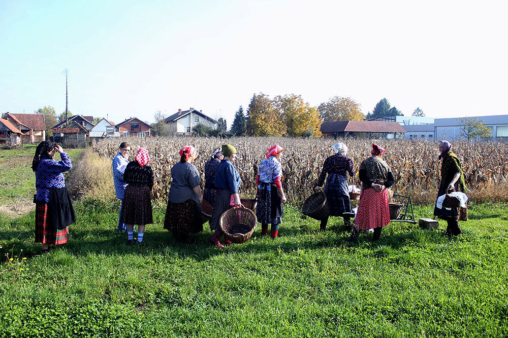 FOTO: U Kladarama demonstriran starinski način branja kukuruza