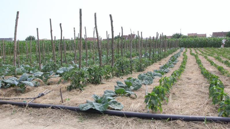 Fantastični rezultati prve godine eko vrta za Dječji vrtić Cvrčak – ubrano gotovo 5 tona povrća