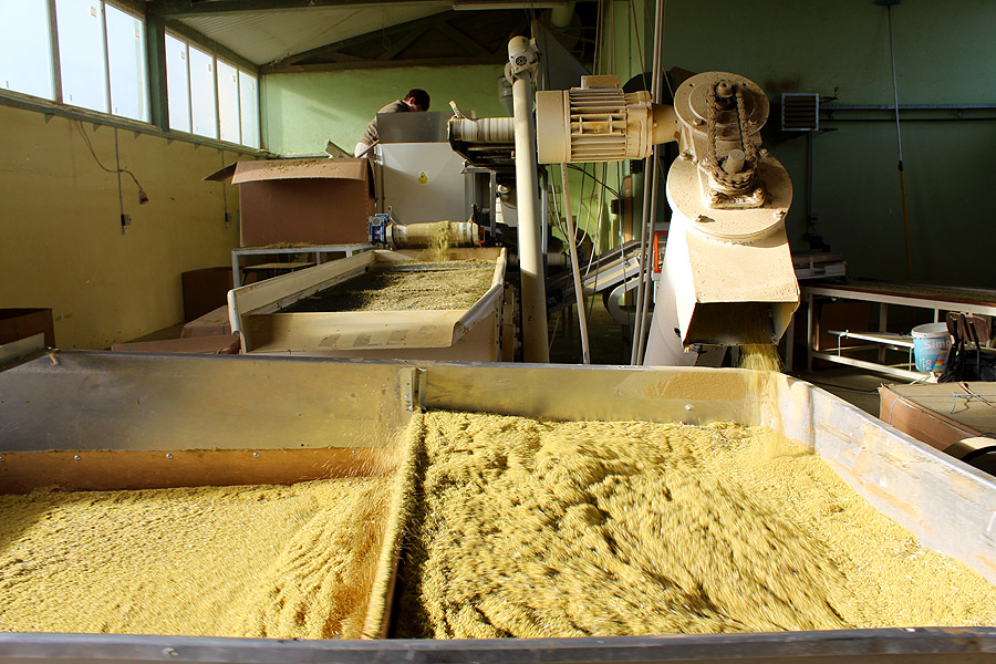 Proxima Herbs d.o.o.: Preradili su i prodali više od 550 tona kamilice, industrijske konoplje, heljde, šipka, mješavine za voćne čajeve, a izvoze u Njemačku, Italiju i Rusiju 3 prox3
