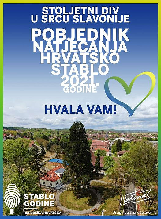 Slatinska sekvoja proglašena Hrvatskim stablom 2021. godine, predstavljat će našu Domovinu na međunarodnom natjecanju ”Europsko stablo 2022. godine” 1 nctypcyl