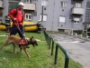 snimio: i. šemper