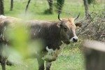 Fotoreportaža: U Zlatnom klasu će vas dočekati pjev Đureka, miris kamilice i bazge, konji gizdavi, te prvoklasna hrana naših predaka 26 IMG 6013