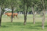 Fotoreportaža: U Zlatnom klasu će vas dočekati pjev Đureka, miris kamilice i bazge, konji gizdavi, te prvoklasna hrana naših predaka 30 IMG 6041