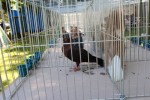 Fotogalerija: Nedjelja na Rokovu - male životinje „letjele“ parkom, Ođenica najbolje hvata ribu, Marijan Ban "zapalio" središte Virovitice 30 IMG 5685 Small