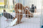 Fotogalerija: Nedjelja na Rokovu - male životinje „letjele“ parkom, Ođenica najbolje hvata ribu, Marijan Ban "zapalio" središte Virovitice 31 IMG 5686 Small