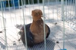 Fotogalerija: Nedjelja na Rokovu - male životinje „letjele“ parkom, Ođenica najbolje hvata ribu, Marijan Ban "zapalio" središte Virovitice 33 IMG 5689 Small