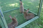 Fotogalerija: Nedjelja na Rokovu - male životinje „letjele“ parkom, Ođenica najbolje hvata ribu, Marijan Ban "zapalio" središte Virovitice 37 IMG 5695 Small
