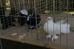 Fotogalerija: Nedjelja na Rokovu - male životinje „letjele“ parkom, Ođenica najbolje hvata ribu, Marijan Ban "zapalio" središte Virovitice 39 IMG 5697 Small