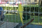 Fotogalerija: Nedjelja na Rokovu - male životinje „letjele“ parkom, Ođenica najbolje hvata ribu, Marijan Ban "zapalio" središte Virovitice 40 IMG 5698 Small