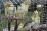 Fotogalerija: Nedjelja na Rokovu - male životinje „letjele“ parkom, Ođenica najbolje hvata ribu, Marijan Ban "zapalio" središte Virovitice 41 IMG 5699 Small