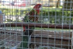 Fotogalerija: Nedjelja na Rokovu - male životinje „letjele“ parkom, Ođenica najbolje hvata ribu, Marijan Ban "zapalio" središte Virovitice 42 IMG 5700 Small