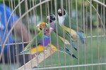 Fotogalerija: Nedjelja na Rokovu - male životinje „letjele“ parkom, Ođenica najbolje hvata ribu, Marijan Ban "zapalio" središte Virovitice 43 IMG 5701 Small
