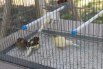 Fotogalerija: Nedjelja na Rokovu - male životinje „letjele“ parkom, Ođenica najbolje hvata ribu, Marijan Ban "zapalio" središte Virovitice 44 IMG 5702 Small