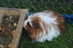 Fotogalerija: Nedjelja na Rokovu - male životinje „letjele“ parkom, Ođenica najbolje hvata ribu, Marijan Ban "zapalio" središte Virovitice 46 IMG 5704 Small
