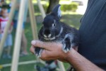 Fotogalerija: Nedjelja na Rokovu - male životinje „letjele“ parkom, Ođenica najbolje hvata ribu, Marijan Ban "zapalio" središte Virovitice 50 IMG 5709 Small