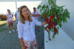 “Dan paprike” u Turanovcu: Tvrtka Šafram predstavila svoju novu sortu paprike - Palotaš 2 paprika1