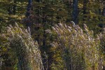 IMG 4075