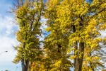 IMG 4288