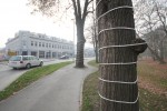 Fotogalerija: Posljednje pripreme uoči nedjeljnog početka "Adventa pred kućicama” i ”Prosinca u gradu” u Virovitici 4 IMG 1392