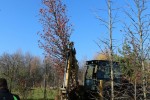 Fotogalerija: Središte Orahovice će u budućnosti biti jedan od najljepše uređenih trgova u Slavoniji 11 RadoviTrg2016 11 21 004