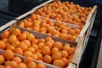 U virovitički Crveni križ stiglo 23 tone mandarina iz Opuzena, ovaj tjedan stiže još šest tona 3 mandarine2