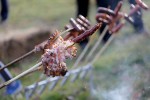 Fotogalerija: Pogledajte kako je bilo na 7. Kobasijadi na kojoj je prvo mjesto osvojio poznati maratonac, član Glasnika istine VPŽ - Goran Draklser 17 IMG 5671
