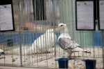 Zamjenik župana Marijo Klement, otvorio je 43. “Izložbu malih životinja” koja je otvorena do nedjelje kada se očekuje dolazak oko 2.000 posjetitelja 45 IMG 6640