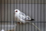 Zamjenik župana Marijo Klement, otvorio je 43. “Izložbu malih životinja” koja je otvorena do nedjelje kada se očekuje dolazak oko 2.000 posjetitelja 44 IMG 6654