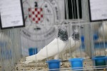 Zamjenik župana Marijo Klement, otvorio je 43. “Izložbu malih životinja” koja je otvorena do nedjelje kada se očekuje dolazak oko 2.000 posjetitelja 43 IMG 6669