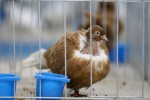 Zamjenik župana Marijo Klement, otvorio je 43. “Izložbu malih životinja” koja je otvorena do nedjelje kada se očekuje dolazak oko 2.000 posjetitelja 42 IMG 6679