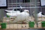 Zamjenik župana Marijo Klement, otvorio je 43. “Izložbu malih životinja” koja je otvorena do nedjelje kada se očekuje dolazak oko 2.000 posjetitelja 9 IMG 6743