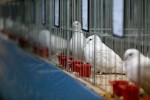 Zamjenik župana Marijo Klement, otvorio je 43. “Izložbu malih životinja” koja je otvorena do nedjelje kada se očekuje dolazak oko 2.000 posjetitelja 7 IMG 6750
