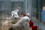 Zamjenik župana Marijo Klement, otvorio je 43. “Izložbu malih životinja” koja je otvorena do nedjelje kada se očekuje dolazak oko 2.000 posjetitelja 17 IMG 6754