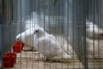 Zamjenik župana Marijo Klement, otvorio je 43. “Izložbu malih životinja” koja je otvorena do nedjelje kada se očekuje dolazak oko 2.000 posjetitelja 14 IMG 6756