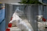 Zamjenik župana Marijo Klement, otvorio je 43. “Izložbu malih životinja” koja je otvorena do nedjelje kada se očekuje dolazak oko 2.000 posjetitelja 6 IMG 6758