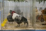 Zamjenik župana Marijo Klement, otvorio je 43. “Izložbu malih životinja” koja je otvorena do nedjelje kada se očekuje dolazak oko 2.000 posjetitelja 16 IMG 6762