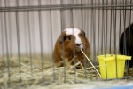 Zamjenik župana Marijo Klement, otvorio je 43. “Izložbu malih životinja” koja je otvorena do nedjelje kada se očekuje dolazak oko 2.000 posjetitelja 13 IMG 6769