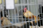 Zamjenik župana Marijo Klement, otvorio je 43. “Izložbu malih životinja” koja je otvorena do nedjelje kada se očekuje dolazak oko 2.000 posjetitelja 5 IMG 6782