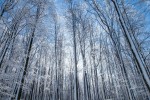 IMG 7318