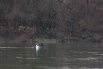 Bolje razumijevanje ugroženosti vrsta i staništa: Zimsko prebrojavanje ptica močvarica (IWC) 3 IMG 7733 1