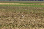 IMG 7837 2