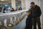 Zamjenik župana Marijo Klement, otvorio je 43. “Izložbu malih životinja” koja je otvorena do nedjelje kada se očekuje dolazak oko 2.000 posjetitelja 12 izlozba zivotinja 2018 36