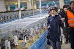 Zamjenik župana Marijo Klement, otvorio je 43. “Izložbu malih životinja” koja je otvorena do nedjelje kada se očekuje dolazak oko 2.000 posjetitelja 3 izlozba zivotinja 2018 37