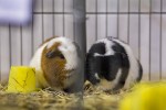 Zamjenik župana Marijo Klement, otvorio je 43. “Izložbu malih životinja” koja je otvorena do nedjelje kada se očekuje dolazak oko 2.000 posjetitelja 10 izlozba zivotinja 2018 40