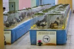 Zamjenik župana Marijo Klement, otvorio je 43. “Izložbu malih životinja” koja je otvorena do nedjelje kada se očekuje dolazak oko 2.000 posjetitelja 30 izlozba zivotinja 2018 5