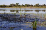 Međunarodni dan močvarnih staništa se obilježava 2. veljače pod sloganom “Vlažna staništa za održivu budućnost urbanih područja” 1 7245512