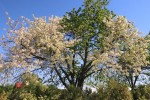U Gornjem Miholjcu ovog proljeća je prolistala dvobojna trešnja, vlasnika Milana Gelenčira, sa zelenim i „bijelim listovima“, hoće li i plodoviti biti „dvobojni“? 1 albino1