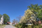 U Gornjem Miholjcu ovog proljeća je prolistala dvobojna trešnja, vlasnika Milana Gelenčira, sa zelenim i „bijelim listovima“, hoće li i plodoviti biti „dvobojni“? 2 albino3