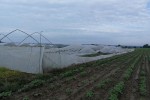 Olujno nevrijeme na OPG-u Čajkulić led “pobralo” je paprike i tikvice za 100.000,00 kuna 5 33436600 10211379597399811 624754614415130624 n